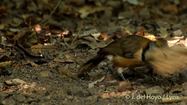 Greater Necklaced Laughingthrush - ML201537731