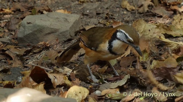 Greater Necklaced Laughingthrush - ML201537741