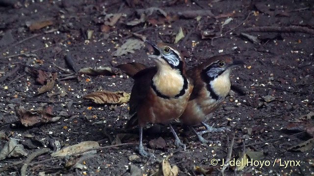 Greater Necklaced Laughingthrush - ML201537751