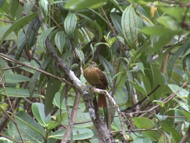 Scaly-throated Foliage-gleaner (Spot-breasted) - ML201537871