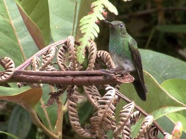 kolibřík zelenkavý - ML201537921