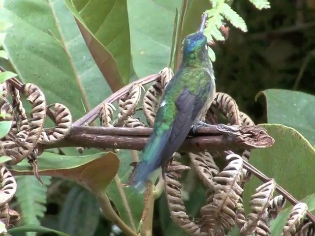 Violet-tailed Sylph - ML201537951