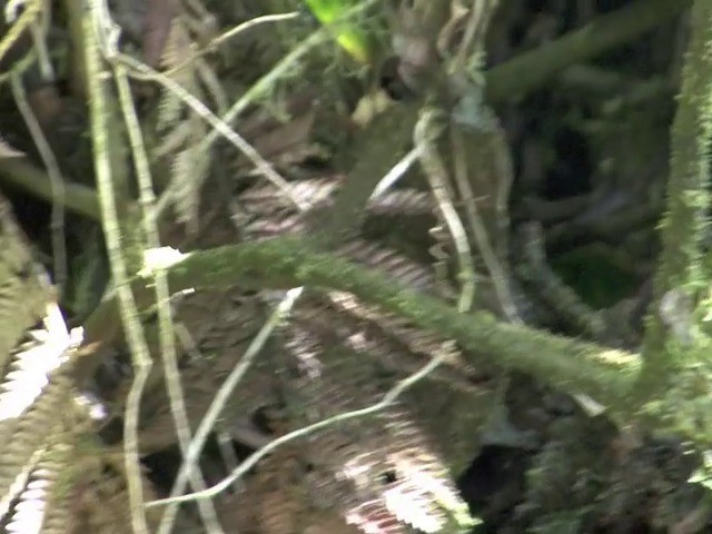 Лесной крапивник - ML201538191