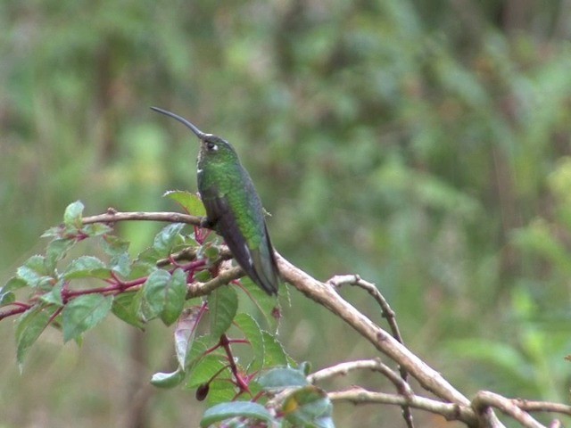 kolibřík aksamitový - ML201538251