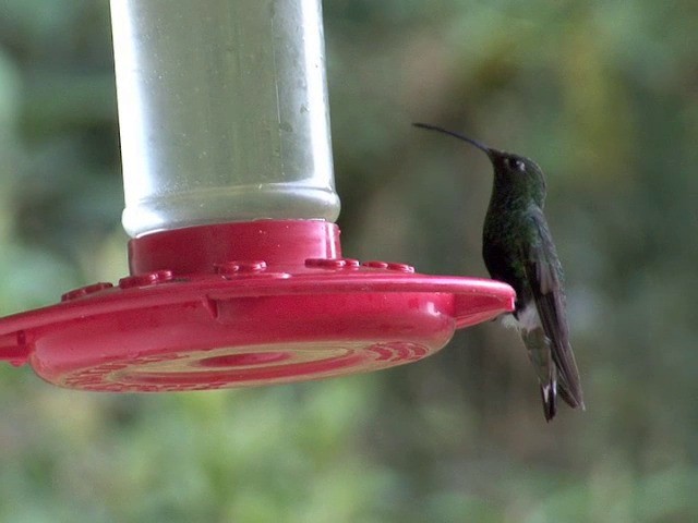 kolibřík aksamitový - ML201538261