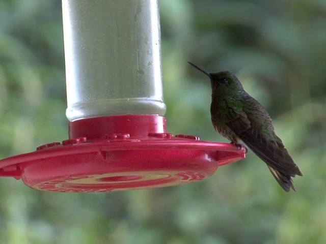 kolibřík žlutoocasý - ML201538291