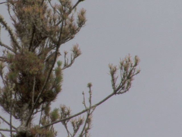 Plain-tailed Warbling Finch - ML201538431