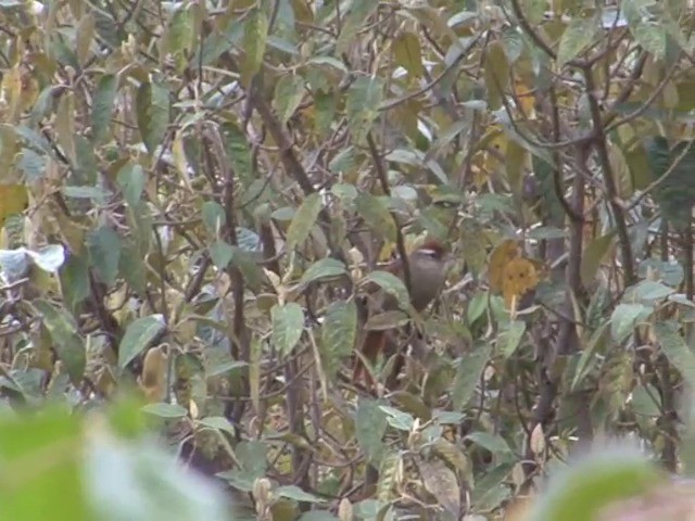 Line-cheeked Spinetail (Baron's) - ML201538451
