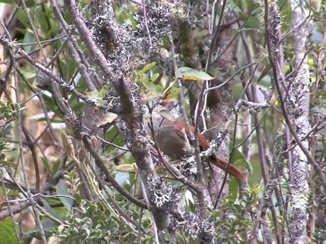 Line-cheeked Spinetail (Baron's) - ML201538601