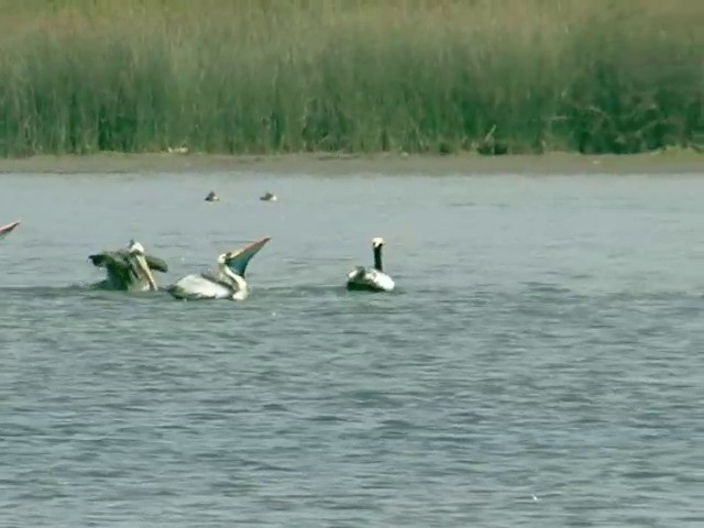 pelikán chilský - ML201538871