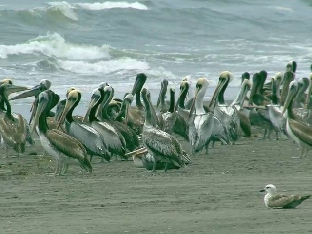 pelikán chilský - ML201538881