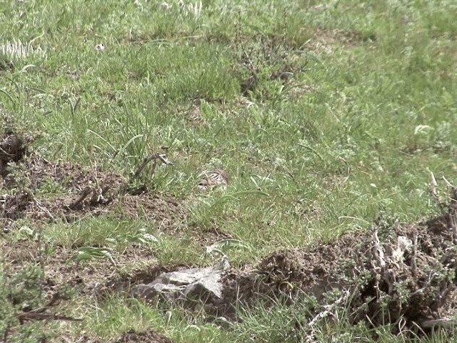  - Himalayan Beautiful Rosefinch