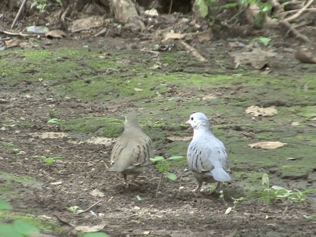 Ecuadorian Ground Dove - ML201538991