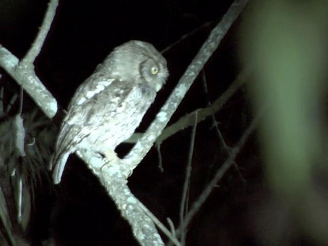 Peruvian Screech-Owl (pacificus) - ML201539111