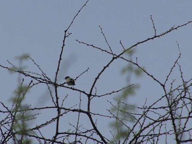  - Yellow-vented Eremomela