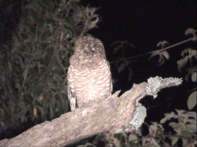 African Wood-Owl - ML201539281