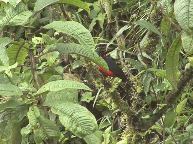 Scarlet-bellied Mountain Tanager (Scarlet-bellied) - ML201539601