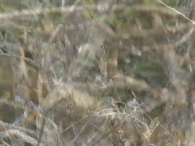 kolibřík rusoprsý - ML201539781