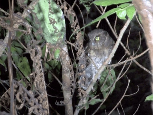 Santa Marta Screech-Owl - ML201539981