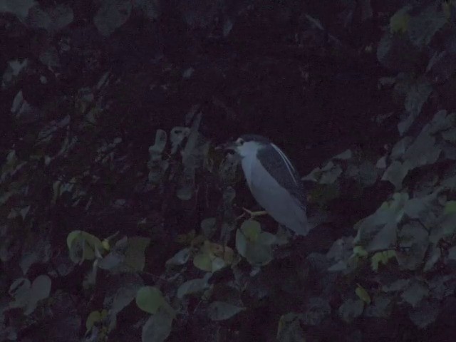 Black-crowned Night Heron (Eurasian) - ML201540081