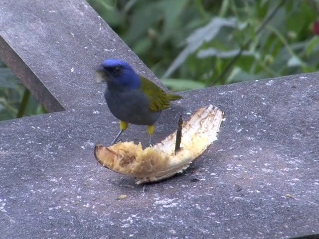 Blue-capped Tanager - ML201540461