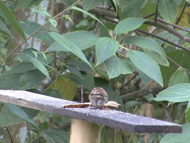 Rufous-collared Sparrow (Rufous-collared) - ML201540481