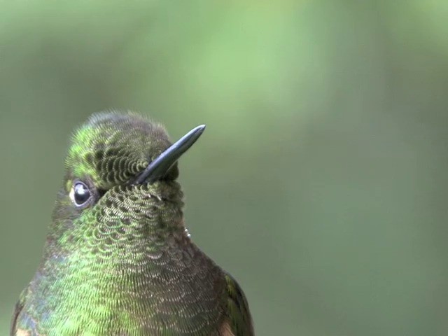 kolibřík žlutoocasý - ML201540501