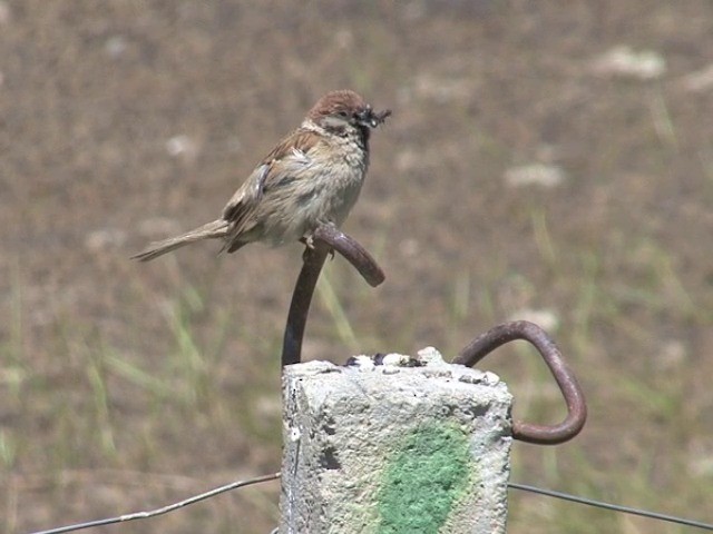 Eurasian Tree Sparrow - ML201540741