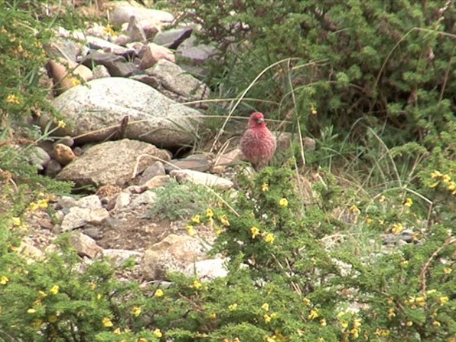 Great Rosefinch (Spotted) - ML201541101