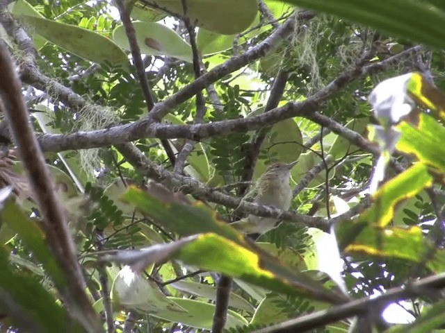 Rufous-naped Greenlet - ML201541741