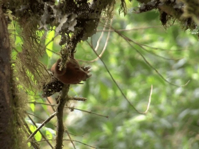 Fulvous-dotted Treerunner - ML201541831