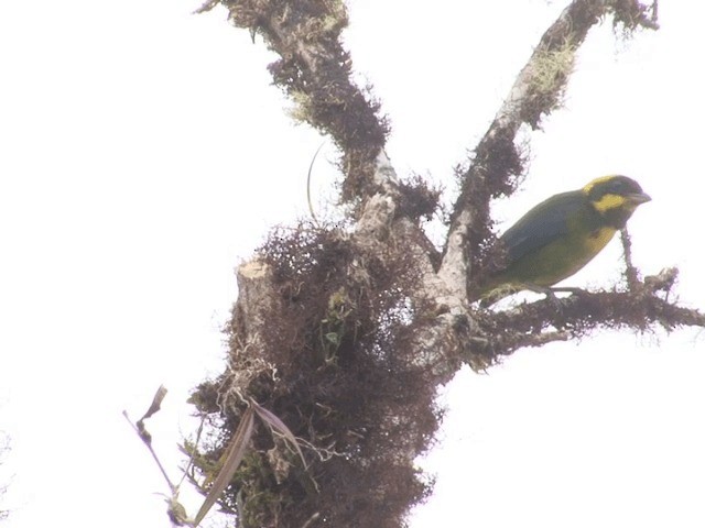 Gold-ringed Tanager - ML201541861