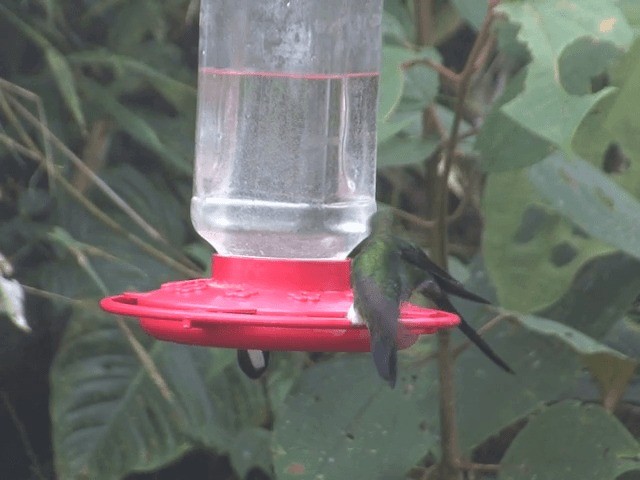 kolibřík zelenkavý - ML201541891
