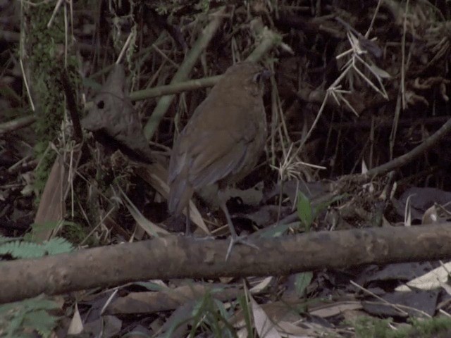 Brown-banded Antpitta - ML201542001
