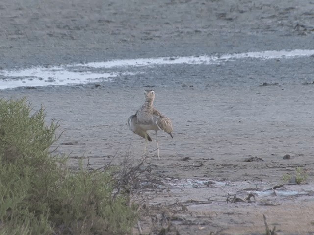 Double-striped Thick-knee - ML201542161