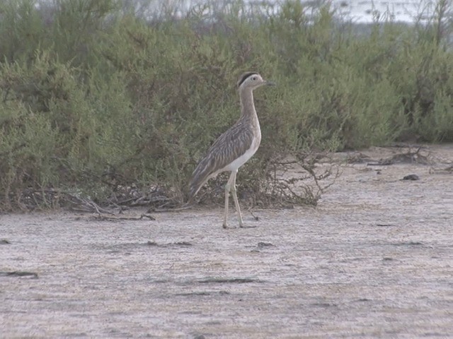 Double-striped Thick-knee - ML201542181