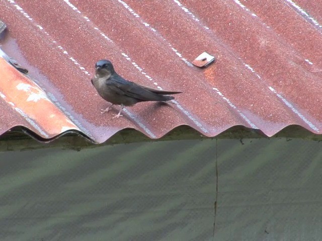 Brown-bellied Swallow - ML201542221