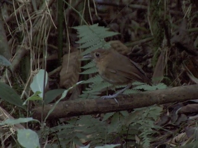 Brown-banded Antpitta - ML201542291