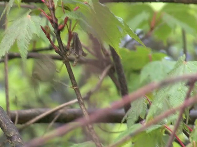 Sichuan Leaf Warbler - ML201542491