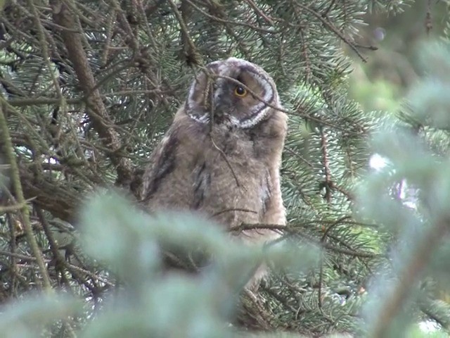 Long-eared Owl (Eurasian) - ML201542941