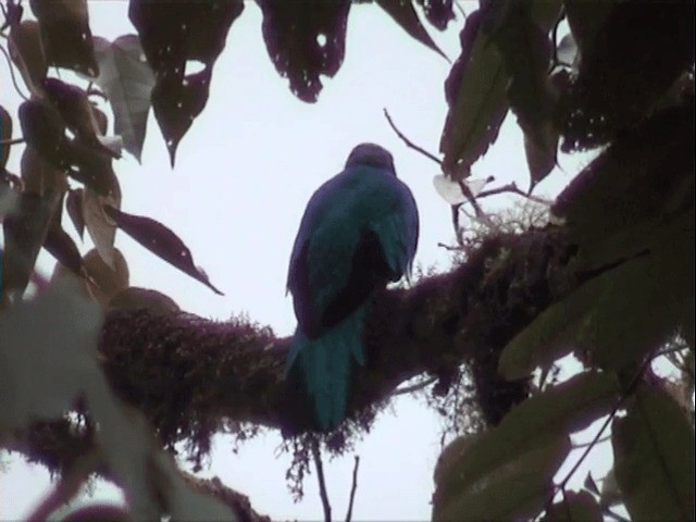 Golden-headed Quetzal - ML201543761