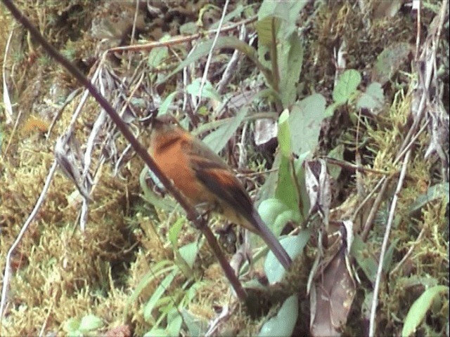 Cinnamon Flycatcher (Andean) - ML201543781