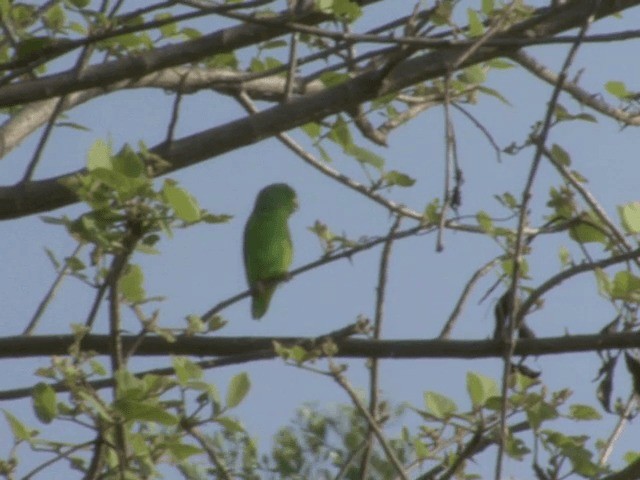 Yeşil Sokumlu Serçe Papağanı - ML201543851
