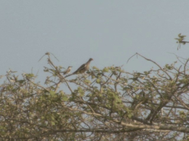 holub bělokřídlý - ML201543881