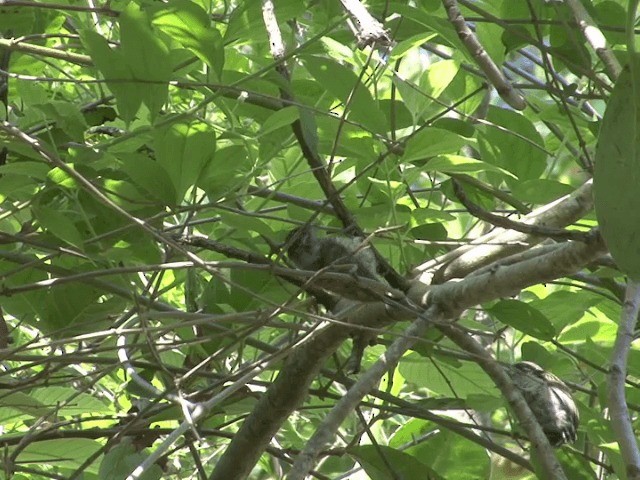 Scaled Piculet (Scaled) - ML201544121