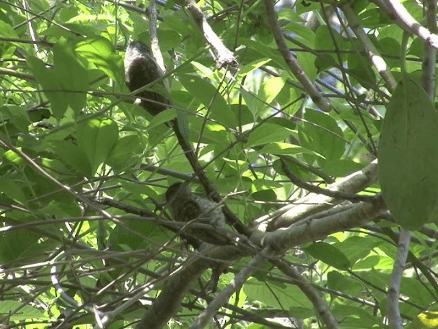 Scaled Piculet (Scaled) - ML201544131