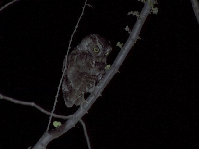 Peruvian Screech-Owl (pacificus) - ML201544361