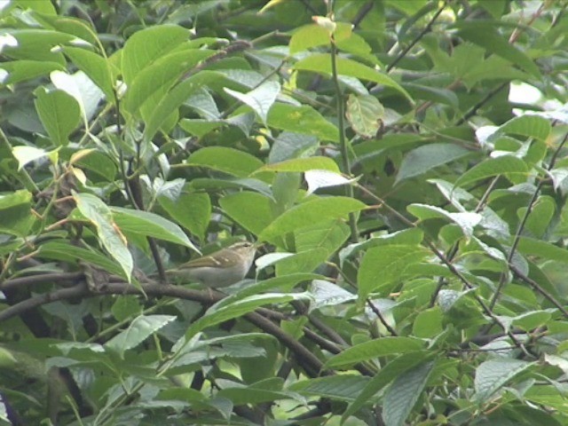 Emei Leaf Warbler - ML201544381