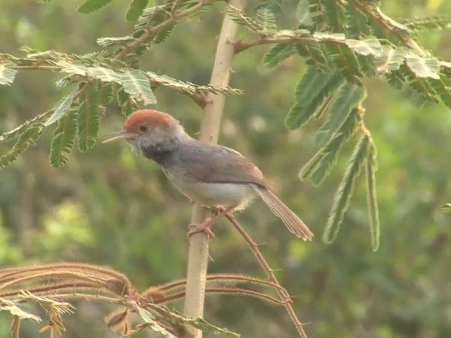 Cambodian Tailorbird - ML201544391