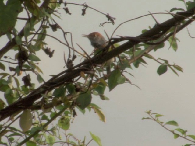 Cambodian Tailorbird - ML201544551